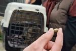 Zonguldak’ta ‘öldü’ sanılan kedi, bacağında mermiyle geri döndü
