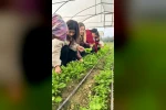 Zonguldak’ta Tarım Lisesi öğrencileri, uygulamalı eğitimde hasat yaptı