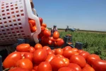Zorlu mesaiyle kavurucu sıcaklıkta hasadı yapılan domates tarlada 15 TL’den alıcı buluyor