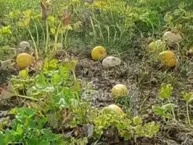 1 yıllık emeği heba olan çiftçi isyan etti
