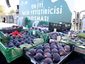 12. Akçalar Fadıllı İncir Festivali 13 Eylül’de Akçalar Göl Kıyısı’nda
