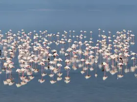 12 bin 800 yavru flamingo Tuz Gölü’nde yaşam buldu