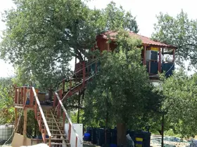 150 yıllık ağacın üzerine ev yaptı: Dallar odaların içinden geçiyor
