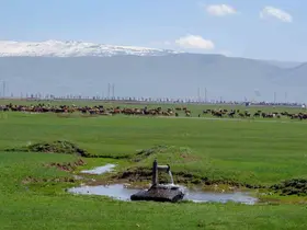 1933’te Danimarka gözünü Erzurum ve Kars’a çevirdi: Hedefleri süt üretimi yapmaktı
