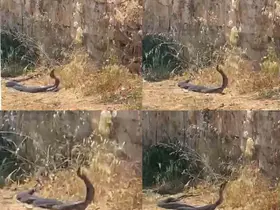 2 metrelik yılanların dansını kedi izledi
