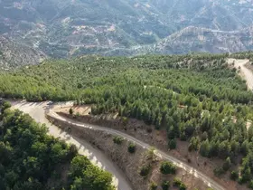 20 yıl önce serpilen sedir tohumları genç ormana dönüştü
