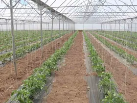 23 dekarlık serada yılda 3 ürün hasadı
