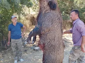 285 kiloluk dev domuz görenleri hayrete düşürdü
