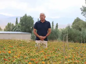 35 yıl kamuda çalıştı, emekli olunca aspir ekimine başladı

