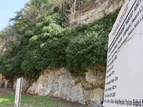 4 bin yıllık sarmaşığın gölgesinde baharı karşıladılar
