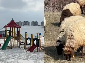 40 kilometre arayla iki mevsim: Yüksekova’da kar, Esendere’de bahar mesaisi

