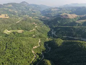 6 yıl önce alevlere teslim olan orman küllerinden doğdu
