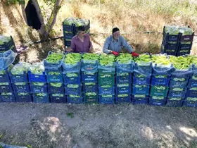 86 yaşındaki adam yetiştirdiği biberlerle bölgenin ihtiyacını karşılıyor
