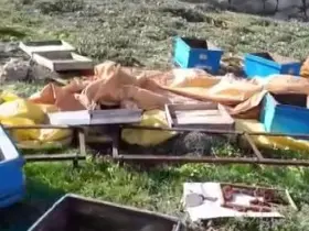 Aç kalan ayı kovanları parçaladı, kaçarken görüntülendi
