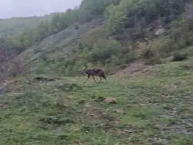 Aç kalan çakal yerleşim yerine indi
