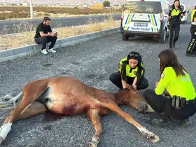 Acılar içinde kıvranan yaralı ata 4 saatlik eziyet verici kurtarma çalışması
