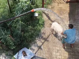 Adana’da 42 derece sıcaklıkta koyunları buzlu ve soğuk suyla serinletme
