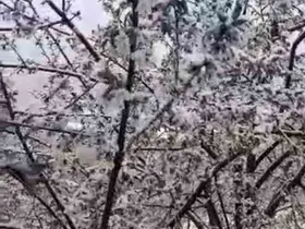 Adana’da kiraz çiçekleri karla kaplandı
