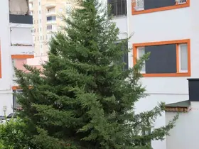Adana’nın kuzey ilçelerinde kuvvetli rüzgar etkili oldu

