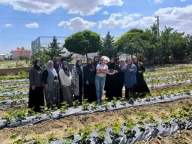 ADEM projesinde ilk çilek hasadı yapıldı
