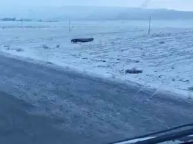 Adilcevaz’da domuz sürüsü görüntülendi
