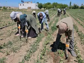 Adilcevaz’da kavurucu sıcakta ekmek parası mücadelesi
