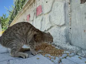 Adıyaman Belediyesi’nden sokak hayvanlarına mama ve su desteği
