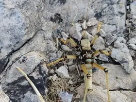 Adıyaman’da 15 santimetrelik çekirge şaşırttı
