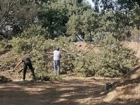 Adramytteion kazı alanında 6 tescilsiz meşe ağacı için kesim kararı çıktı
