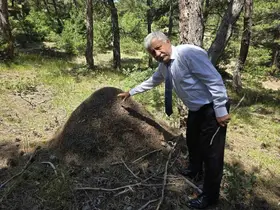 Afrika belgeseli değil Yozgat: Dev karınca yuvaları görenleri hayrete düşürüyor
