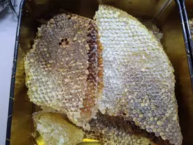 Ağaç gövdesinden kilolarca bal çıktı
