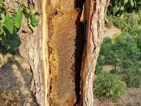 Ağaç gövdesinden petek petek bal çıktı
