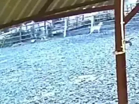 Ağıla giren kurt 8 küçükbaş hayvanı telef etti

