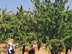 Ağın’da badem bahçelerinde saha kontrolleri
