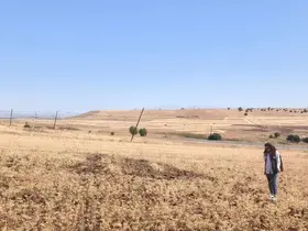 Ağın’da tüylü nohut hasadı devam ediyor
