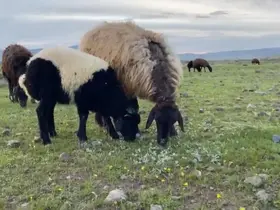 Ağrı’da küçükbaş hayvanlar meralara çıkarıldı

