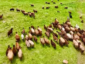 Ağrı’da yaylalar koyun sürüleriyle süslendi
