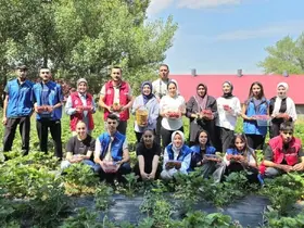Ağrılı gönüllü gençlerden çilek hasadına destek
