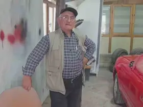 Ahırdan kaçan danalar oto tamirciyi bastı, görgü tanığı o anları anlattı: "Nazikçe geldiler, nazikçe gittiler"
