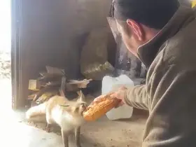 Ahlat’ta tilki ile işçilerin dostluğu gülümsetiyor
