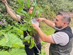 Akçakoca’da kestane gal arısına karşı biyolojik mücadele
