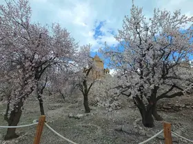 Akdamar Adası’nda renk cümbüşü
