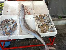 Akdeniz’de 12 kilogramlık ceylan balığı yakalandı
