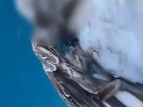 Alanya açıklarında ağzına kanca takılan martı telef oldu
