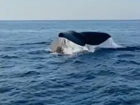 Alanya açıklarında balina heyecanı kamerada
