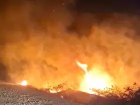 Alevlerin arasında kalan at son anda kurtarıldı
