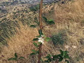 Ali Dağı’nda ekimde elma ağacı çiçek açtı
