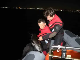 Alibeyköy deresine sürüklenen yavru yunusun kurtarıldığı anlara ilişkin yeni görüntüleri ortaya çıktı
