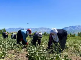 Alın teri 40 derecede toprağa karışıyor
