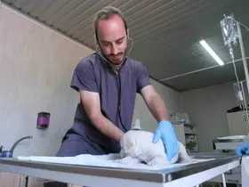 Altıeylül’de minik patiler için yuva seferberliği
